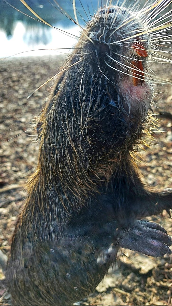 KHofsttter's tweet image. Die Begegnung mit der Nutria an der Rheinlache in Koblenz war ganz harmlos. #Koblenz #Nutria