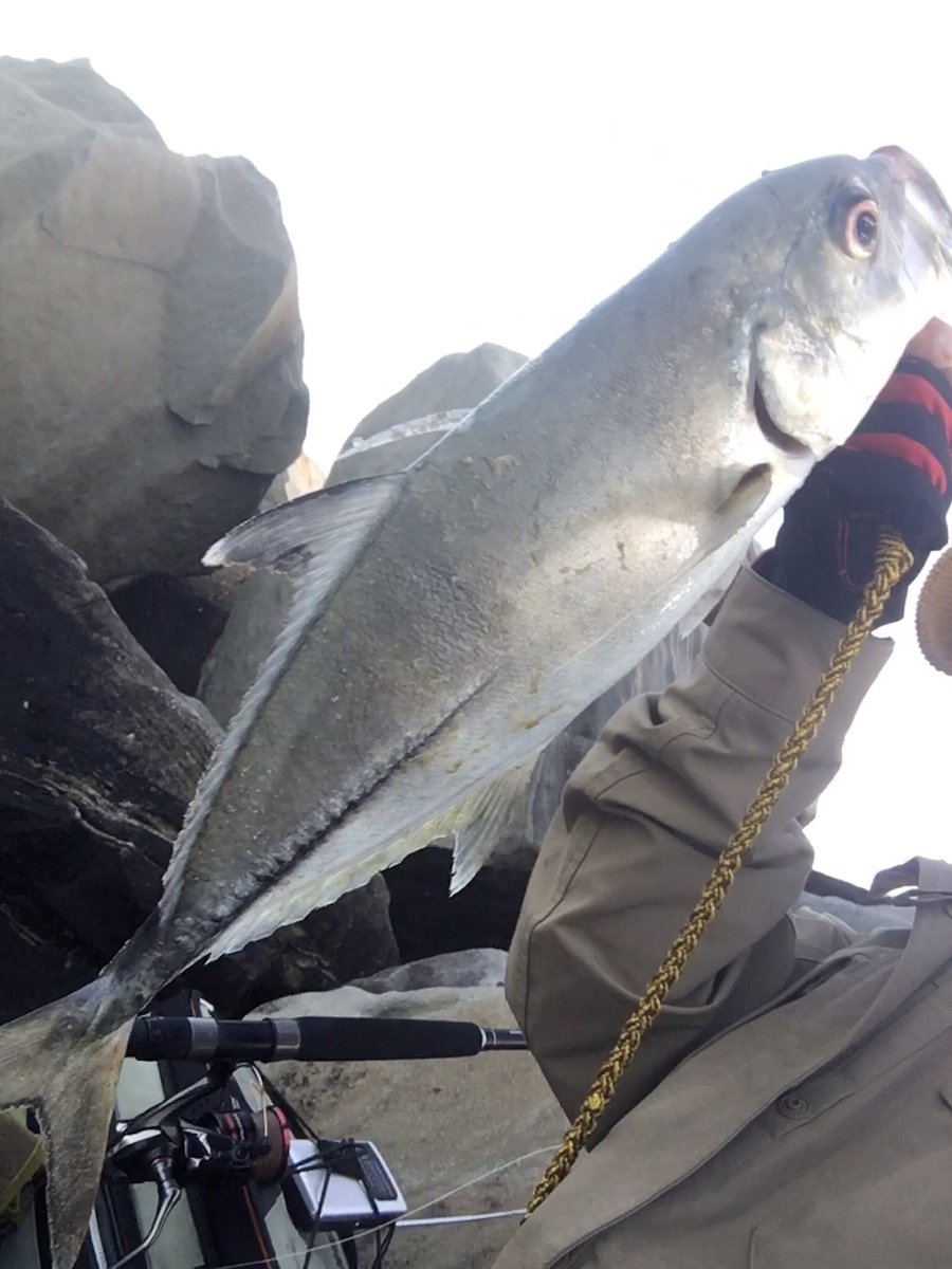 LeoLeoFishing's tweet image. これを超えるのを釣りたいので、明日の早朝は攻めてきます。

Big dog😉 Action was hard twitch 50m away.  /⚠️🔈⚠️ 
#SilentAssassin 160F 

youtube.com/shorts/LAFfg34… via @YouTube