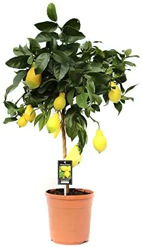 CheasyLtd's tweet photo. when life gives you lemons x
Lemon Tree Indoor Plant | houseplant | Height 80cm | Pot 22cm | Living Room Ready Potted Citrus Lemon Plant – Cheasy Ltd. #makelemonade #lemons https://t.co/oAvTofBp4M