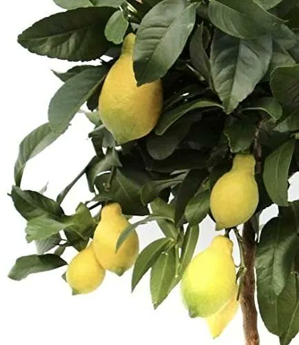 CheasyLtd's tweet photo. when life gives you lemons x
Lemon Tree Indoor Plant | houseplant | Height 80cm | Pot 22cm | Living Room Ready Potted Citrus Lemon Plant – Cheasy Ltd. #makelemonade #lemons https://t.co/oAvTofBp4M