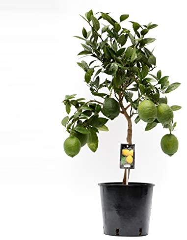 CheasyLtd's tweet photo. when life gives you lemons x
Lemon Tree Indoor Plant | houseplant | Height 80cm | Pot 22cm | Living Room Ready Potted Citrus Lemon Plant – Cheasy Ltd. #makelemonade #lemons https://t.co/oAvTofBp4M