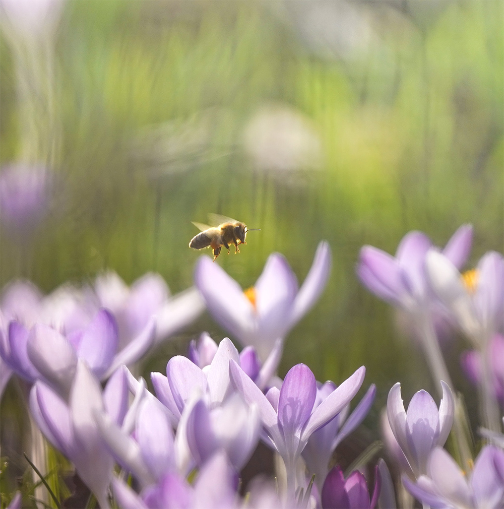Anyone seen a honey bee out on her cleansing flight yet?
#beekeepersofinstagram #pollinators #bees #beesofinstagram #honey #honeybees #winterbees #winterflowers #springiscoming #beekeeperslife #apiary #apiarylife #bee #crocus #beehive #beekeeper  image (edited) leandra rieger