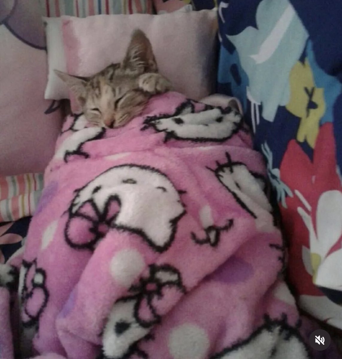 whotfisjovana's tweet photo. how i sleep at night knowing it will all eventually work out https://t.co/08JOVa53BH