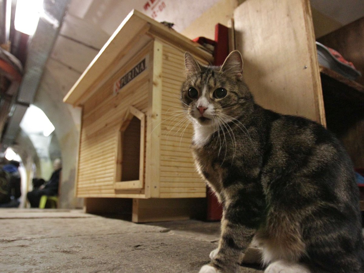 Эрмитажные коты, эрмиты, эрмики. Коты несут службу, охраняя произведения искусства от мышей, и находятся на полном довольствии.