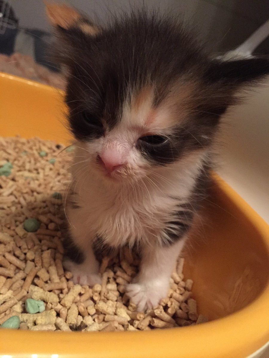 nez_9090's tweet photo. #猫のうんこ顔選手権
😣 https://t.co/19Bm833dTt