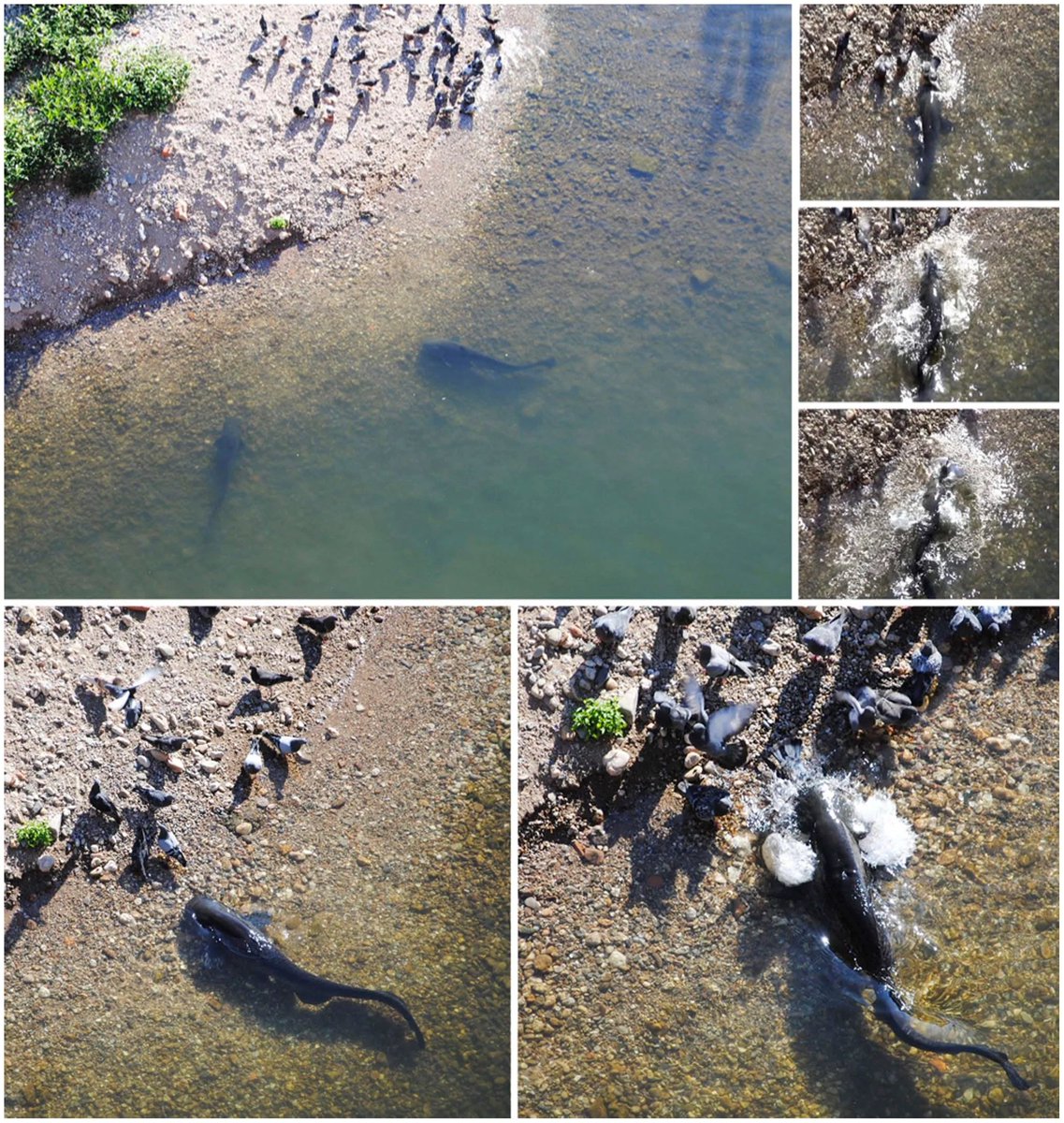 cmkosemen's tweet image. Giant European #Silurus glanis catfish are very cunning predators. They habitually stalk pigeons and strand themselves to catch them.