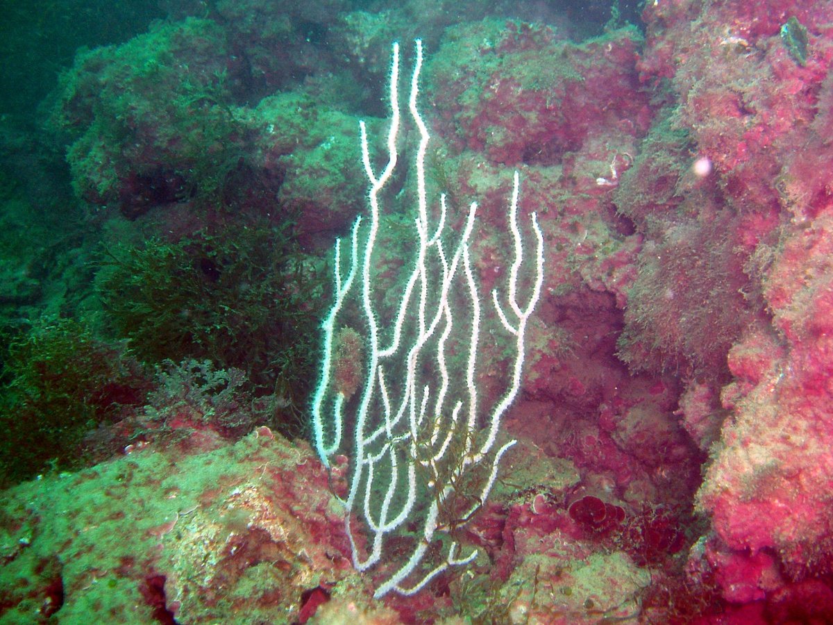 GlobalOmnium's tweet photo. 🤿Seguimos trabajando para cuidar nuestros mares🌊 | Nuestro departamento de consultoría Medioambiental #Gamaser no para, aquí lo tenemos analizando el lecho marino en el entorno de Pinedo 🌱 https://t.co/CqOcXdaiWu