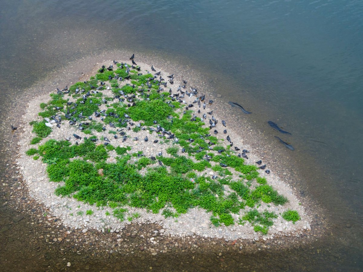 cmkosemen's tweet image. Giant European #Silurus glanis catfish are very cunning predators. They habitually stalk pigeons and strand themselves to catch them.