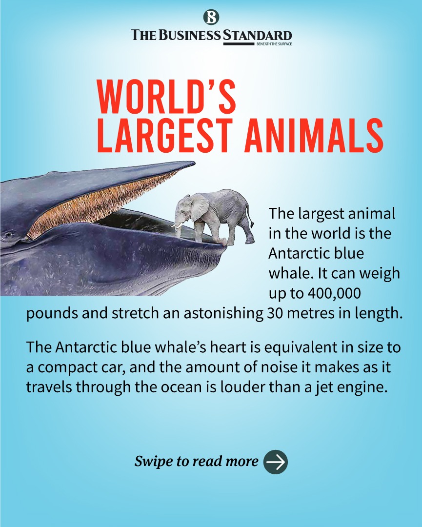 tbsnewsbd's tweet photo. By The Numbers: World's Largest Animals

#worldlargestanimals #largestanimals #bythenumbers #animals #biganimals #tbsnews https://t.co/iYrDf5jXOU