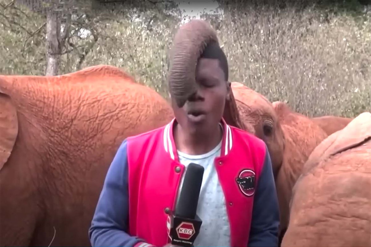 Heerlijke video van een olifant in een weeshuis in Afrika die een verslaggever leuk vindt. Bekijk de beelden: bit.ly/3jdDhTM