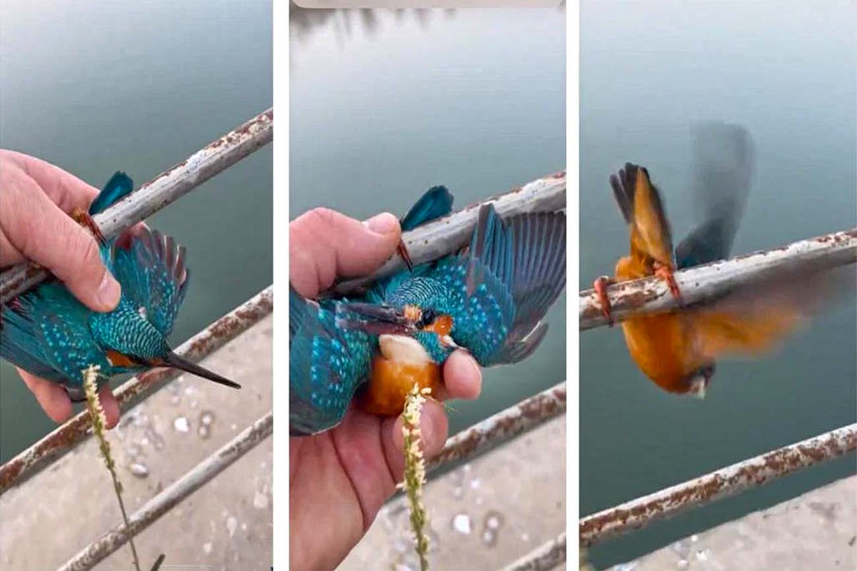 IJsvogel zit vastgevroren aan brug, maar wordt gered op bijzondere manier: bit.ly/3jj9PvF