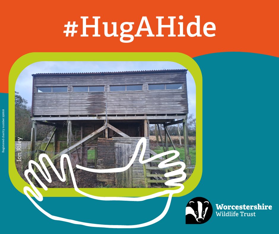 Bearded tits, kingfishers and snipe can all be spotted in winter from the hides at our #UptonWarren Reserve 🔎 

However, our lapwing hide is in need of repair- can you support our appeal to give this spot the care it deserves? 💚 

Donate here 👇 
worcswildlifetrust.co.uk/appeals/upton-…
