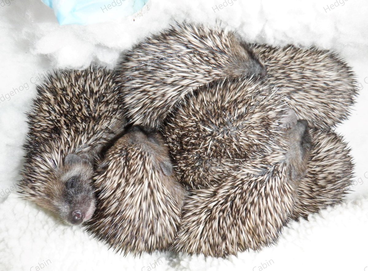 HedgehogCabin's tweet photo. There's no collective noun for a group of hedgehogs, (despite claims of array and prickle) because there's no such thing. They are solitary animals; living alone and not mate-pairing. Only hoglets form groups; huddling together to keep warm and feel safe. 
I call this a 'hoggle'. https://t.co/GNmaf089Sf