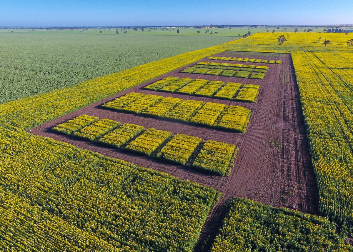 GRDC National Variety Trials (NVT) tweet media
