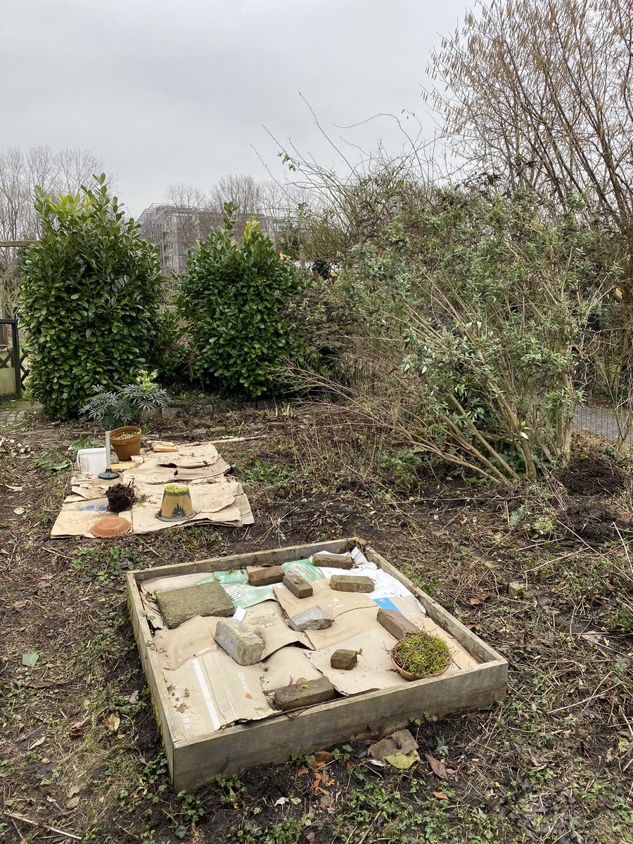 More garden time (because of course)! This weekend we unearthed this stone path, discovered winter peonies, and dug up several established bushes and (what I think is) kalanchoe to make room for veg plots.