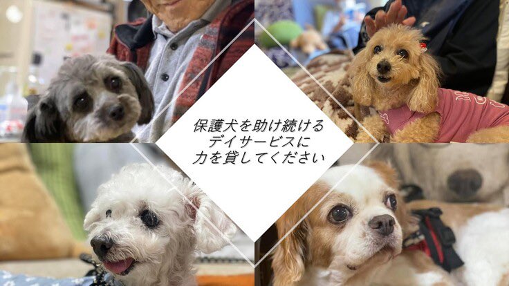 SBFC_OFFICIAL's tweet photo. Chance&Empowerment partner🤝
PEACE JOINTさんがクラウドファンディングをスタート🙌
ワンコと高齢者を繋ぐデイサービスの運営を行っており、人工芝のドッグランを作るため、ぜひご協力をお願いします🐶🐱
✅https://t.co/byZip4pK33
#bellmare_F #ChanceEmpowerment #Fリーグ #ThanksRespect https://t.co/DaRfQfkG2y