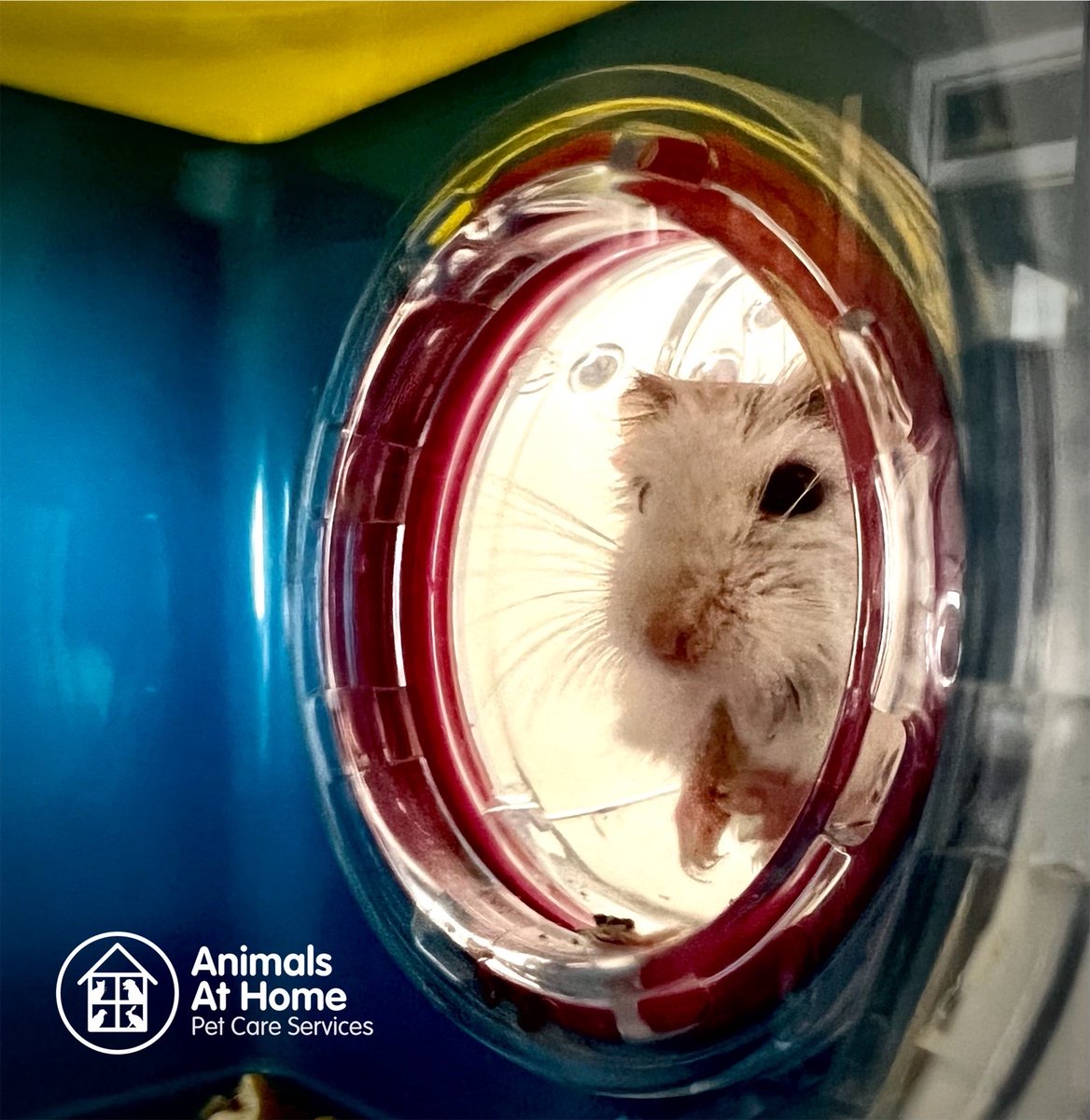 Today we welcome Aspen to the Animals at Home fur family.
We offer home visits to a wide variety of animals and would love to discuss your requirements with you.
We’re the complete pet care company, and we’re in your area!
https://t.co/Iq74miztKj https://t.co/SfPjTeEkuQ