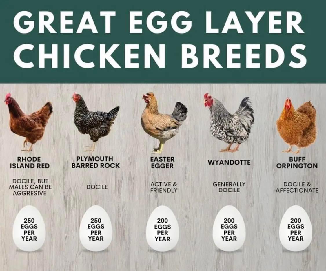 Are you considering hens now that egg prices have gotten so high?  It wouldn’t take many to keep a family in eggs year round. Here are five great breeds that are the best producers.  #EggShortage #backyardchickens #homesteadingtips