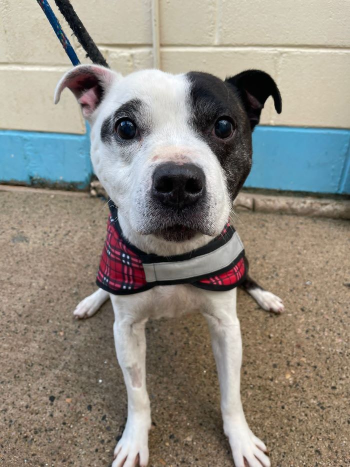 AdoptionsUk's tweet photo. Please retweet to help JD find a home #BOURNEMOUTH #DORSET #UK 

Aged 11, sadly JD's dad has passed away and he was taken to the kennels by the police. 
He's desperate for a quite adult home as the only pet. JD has poor eyesight. Please share 

DETAILS 👇
https://t.co/TzSJDZ2R5U https://t.co/RJAitlBWv6