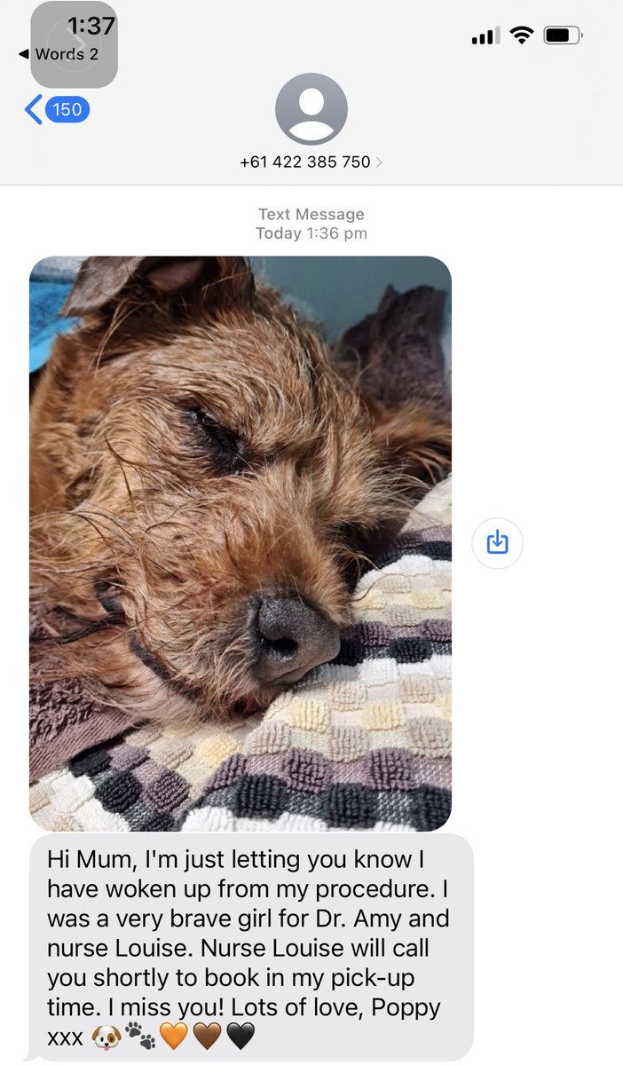 This is Poppy’s mum and I received this text from Poppy this afternoon. Poor baby looks like she had a rough time in surgery. She’s home now and all cuddled up. Her teeth are white as snow 🐶❤️❤️❤️ #ZSHQ #dogsoftwitter #DogsOnTwitter