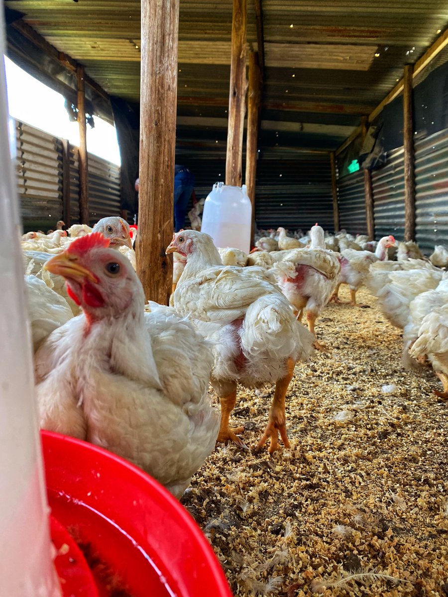 🐓How did I start? I used my stokvel share. 😎
🐓How is it going? I need a poultry abattoir and more land. 🥹

#poultryfarmer #chickenfarmer #abattoir #agriculture #chickens #Entrepreneur #FarmLife