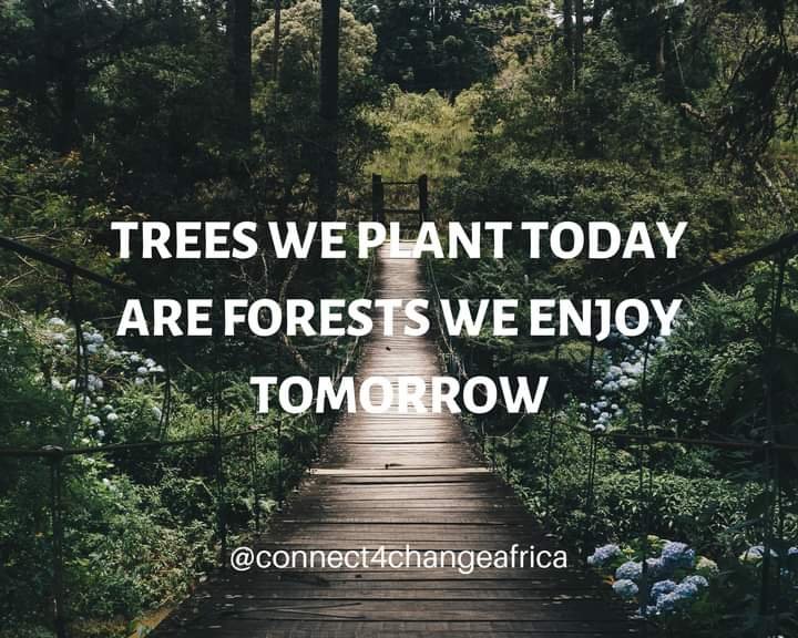HEY👋If you love trees as much as we do, make sure they'll be around for future generations, and plant a tree today.

#Connect4ClimateChange #climatechange #climateaction #climatechangeisreal #climaterisks #actnow
