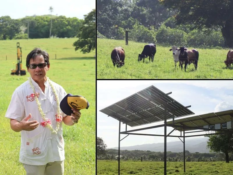 outremers360's tweet image. #EnergiesRenouvelables #Polynésie : A Taravao, une centrale #solaire s'installe à la ferme

➡️Installée sur 12 hectares dans une zone agricole, elle doit permettre la cohabitation entre production électrique et élevage bovin

➡️bit.ly/3kTvifd