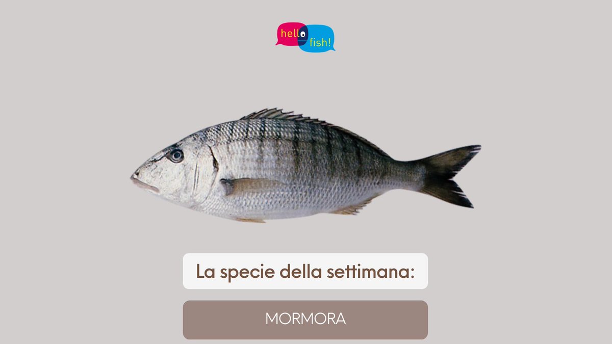 HelloFish_info's tweet photo. Un #pesce povero ma ricco dal punto di vista nutrizionale: la #mormora. Ha il corpo ovale allungato e compresso ai lati, con muso prominente. E' di colore grigio argenteo con sfumature giallognole.
Sui fianchi può avere fino a 12 fasce nerastre verticali.
https://t.co/QHETz97BIz https://t.co/uvnHpHOYgt
