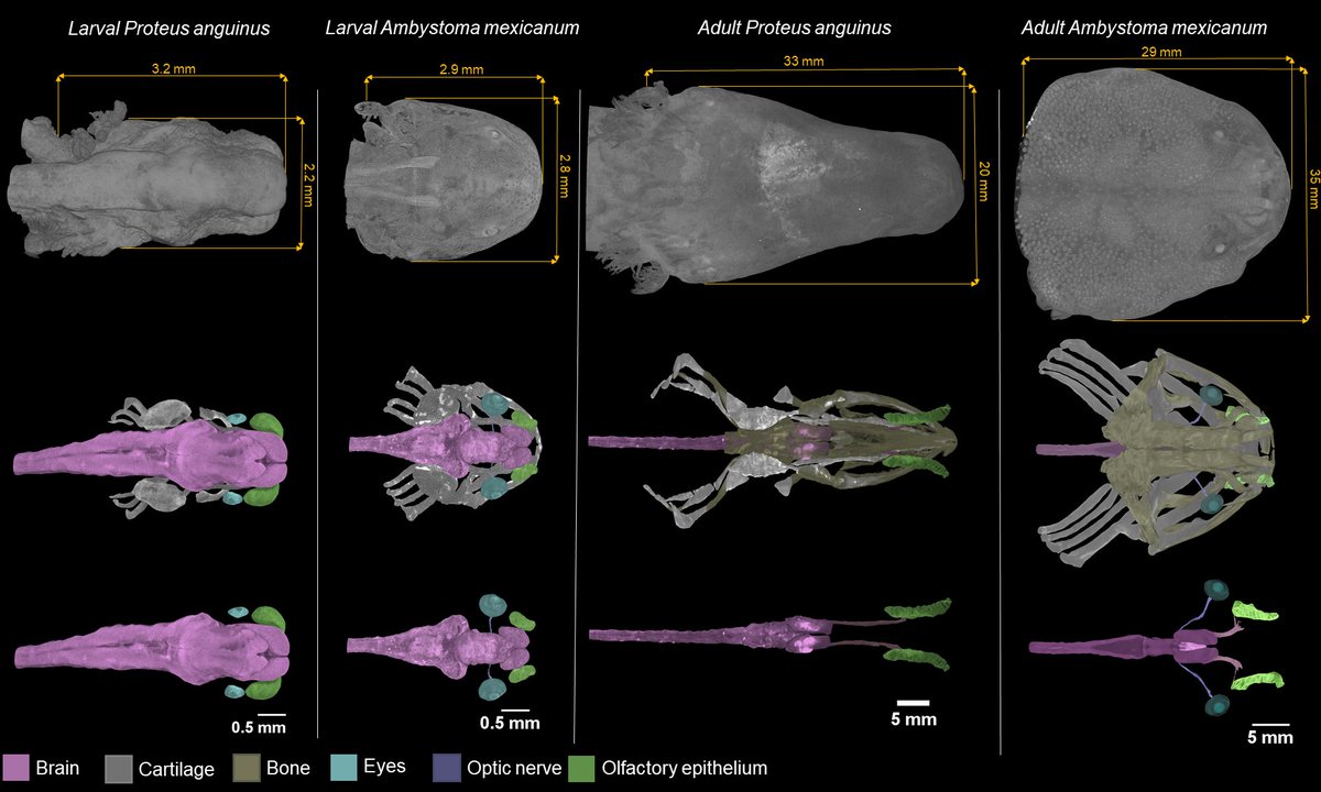 GigaScience's tweet photo. Related to this GigaScience is also highlighting studies taking imaging into the 3rd Dimension
https://t.co/8ZrmctGp4h https://t.co/1YofGSJRGP
