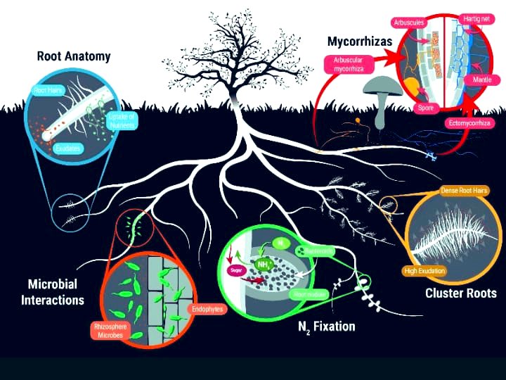 AfrintBio's tweet photo. https://t.co/QNkVW0q1z0