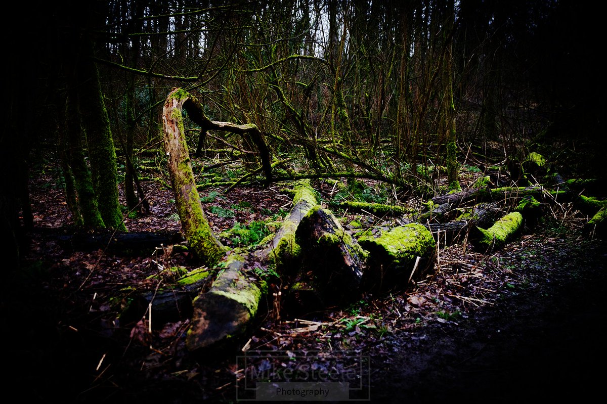 Worsley woods. #worsley #nikond4 #nature