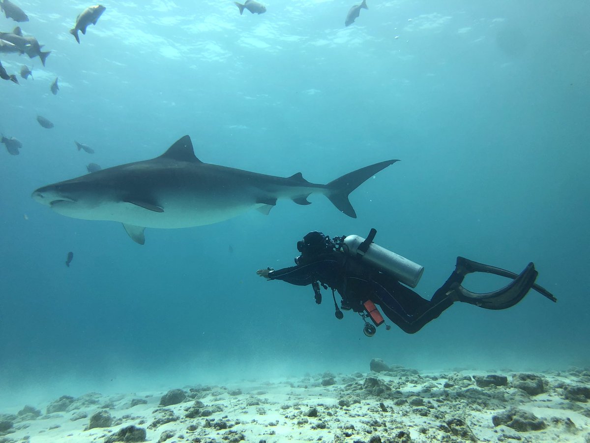 zaff1983's tweet photo. Shark island ๐๏ธ #scubadivewithsharks #sharkisland #indianocean #deepsouth #scubadive #localisland #tropical #fuvahmluah #maldives https://t.co/qOE41bnMlQ