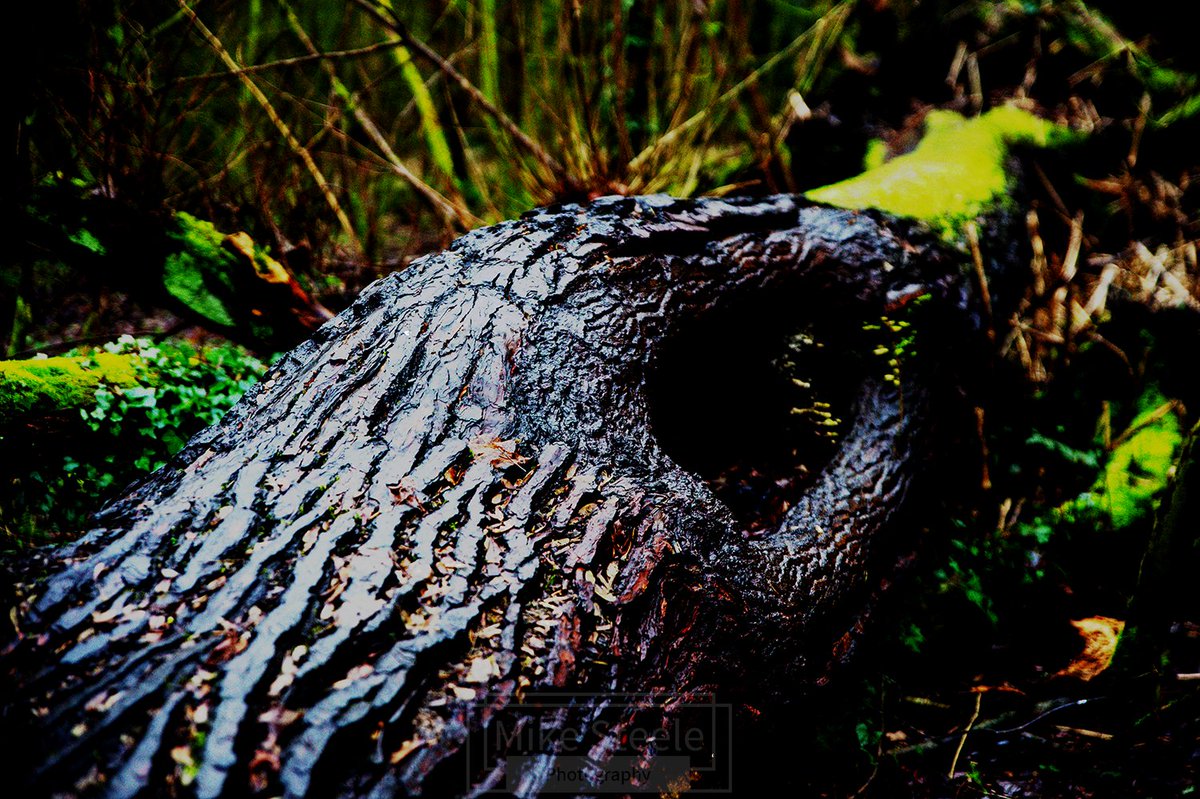 Mike Steele Images (@msteele_images) on Twitter photo Worsley woods.
#worsley #nikond4 #nature Worsley woods.
#worsley #nikond4 #nature