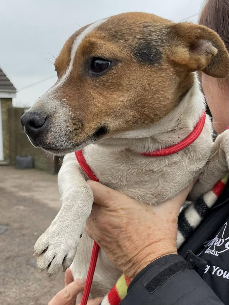 Animal Adoptions UK 🐕🦺🐈🐎❤️ (@adoptionsuk) on Twitter photo Please retweet to HELP FIND THE OWNER OF THIS DOG FOUND #STROOD #KENT #UK
Found 25 Jan, now with <a href="/medway_council/">Medway Council</a> in the council pound.
He could be missing from another region, please share widely to help get him home.
DETAILS 👇
facebook.com/MedwayStrayDogs
☎️01634 333333
#dogs Please retweet to HELP FIND THE OWNER OF THIS DOG FOUND #STROOD #KENT #UK
Found 25 Jan, now with <a href="/medway_council/">Medway Council</a> in the council pound.
He could be missing from another region, please share widely to help get him home.
DETAILS 👇
facebook.com/MedwayStrayDogs
☎️01634 333333
#dogs