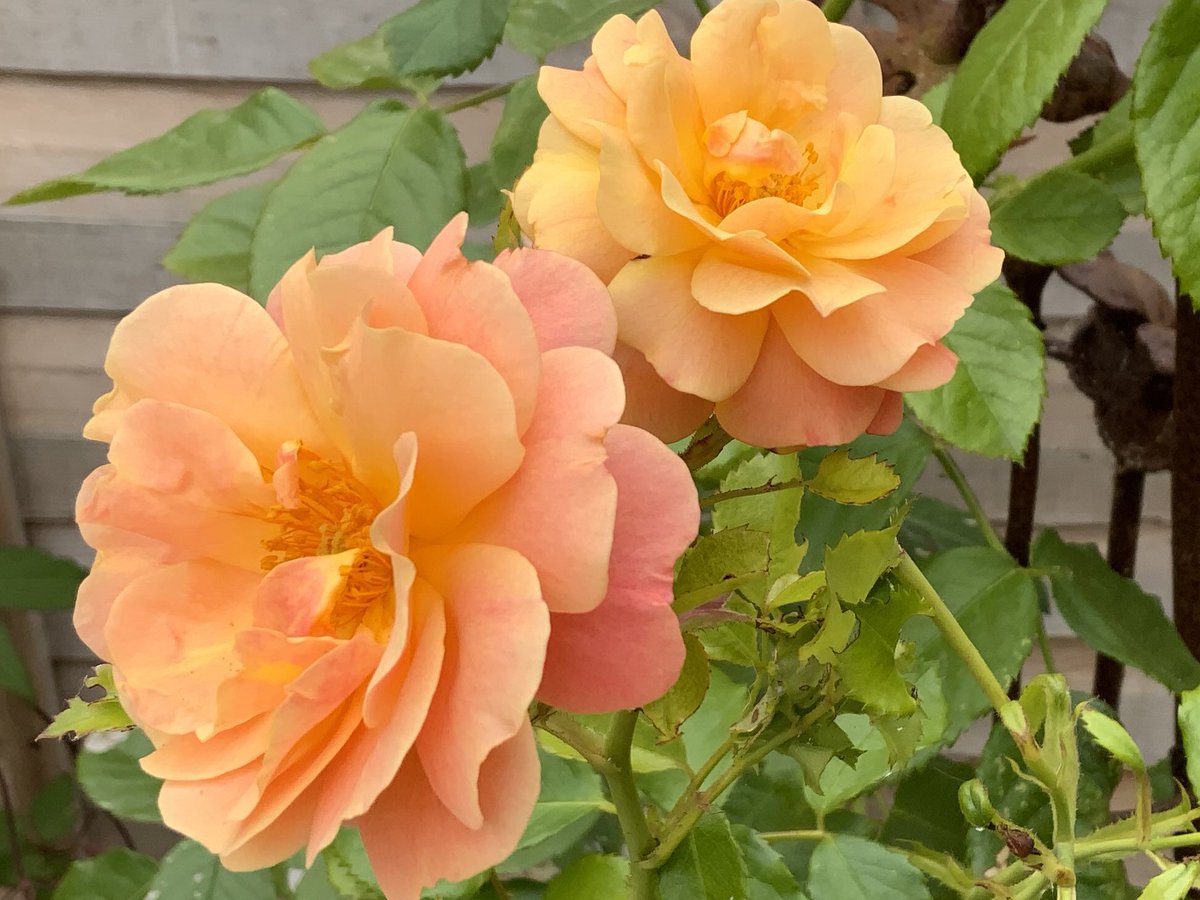 rosesukroses's tweet image. ‘Peach Melba’ Rose of the Year 2023 - just what we need for #CheeringUpMondays 
Have a good week everyone, take care#
It’s just 30 days to #meteorologicalspring!
#rose #roses #GardeningTwitter 
@loujnicholls @kgimson