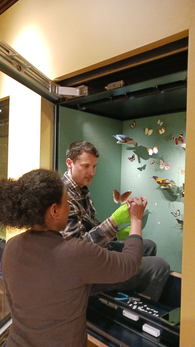 MuseumInsight's tweet image. The insects have landed in the new galleries 🦋🦋🦋🦋🦋🐝🐝🐝🐝🐝and getting ready for the new @McrMuseum  reopening in February 2023 #insects #entomology #bees