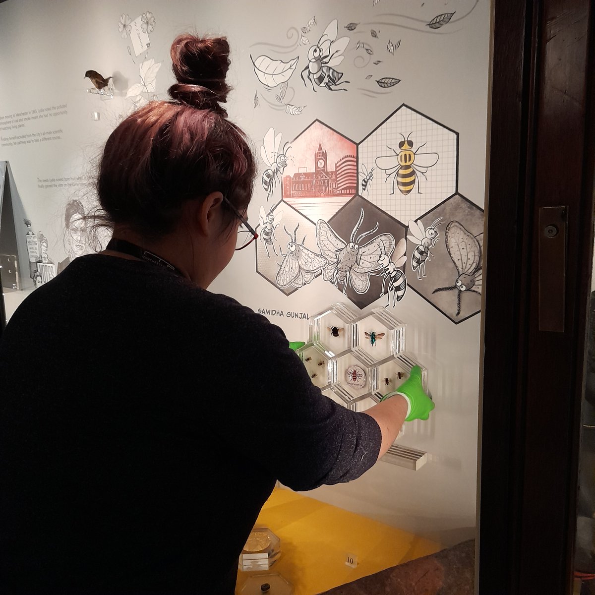 MuseumInsight's tweet image. The insects have landed in the new galleries 🦋🦋🦋🦋🦋🐝🐝🐝🐝🐝and getting ready for the new @McrMuseum  reopening in February 2023 #insects #entomology #bees