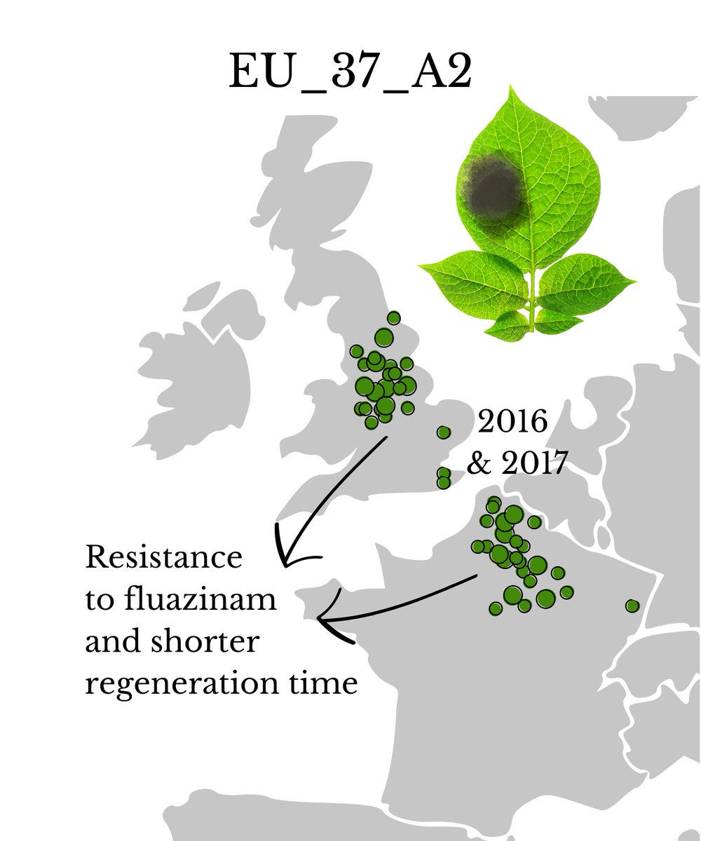 What is driving the emergence of EU_37_A2 Phytophthora infestans in Western Europe? How does the the use of fluazinam fit in the story?bsppjournals.onlinelibrary.wiley.com/doi/abs/10.111…