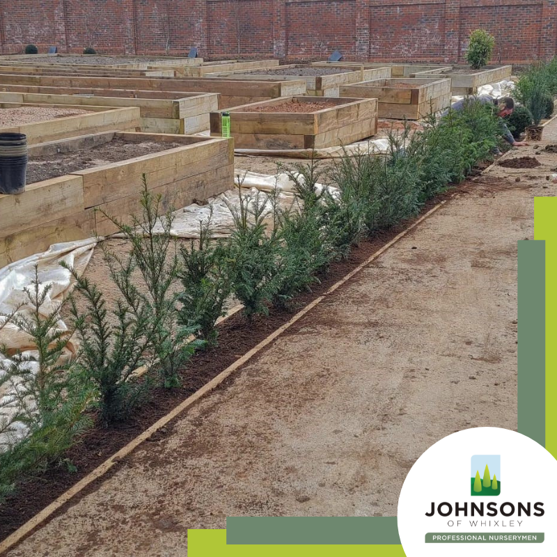JohnsonsPlants's tweet photo. Starting the week with a project focus: Rockliffe Hall, Walled Garden

In the summer of 2022, we secured a contract to supply the new walled garden at Rockliffe Hall, a five-star AA hotel, golf and spa resort in Darlington.

Full case study details below⬇️
https://t.co/hMPpxViOwz https://t.co/45JUICNsam
