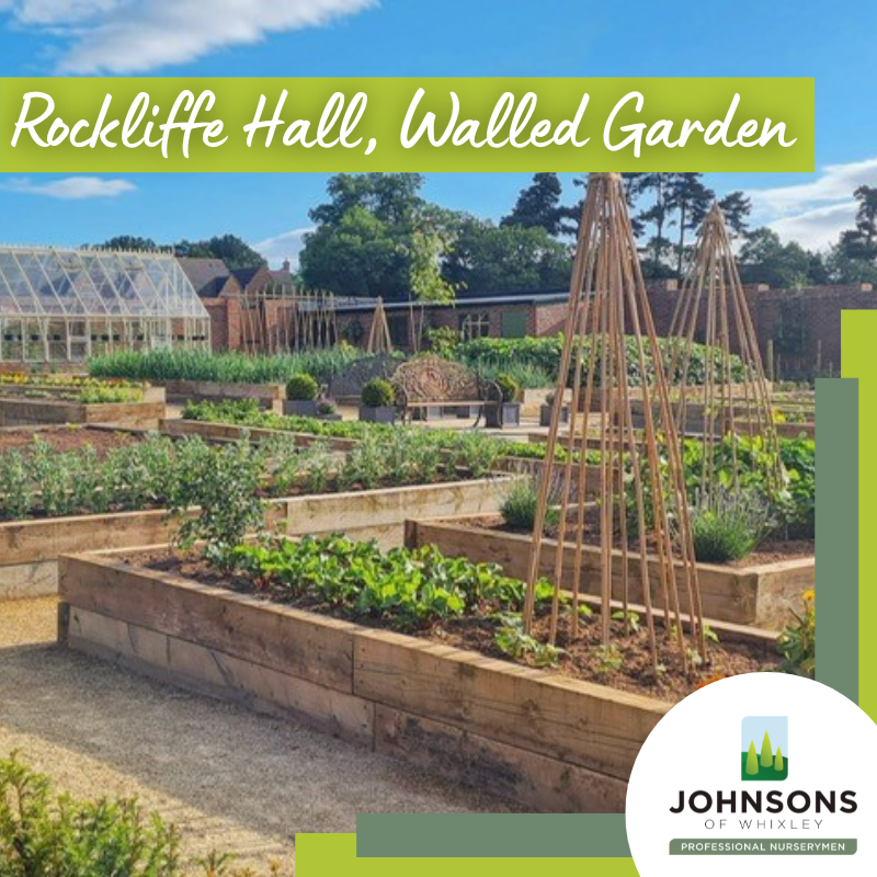JohnsonsPlants's tweet photo. Starting the week with a project focus: Rockliffe Hall, Walled Garden

In the summer of 2022, we secured a contract to supply the new walled garden at Rockliffe Hall, a five-star AA hotel, golf and spa resort in Darlington.

Full case study details below⬇️
https://t.co/hMPpxViOwz https://t.co/45JUICNsam