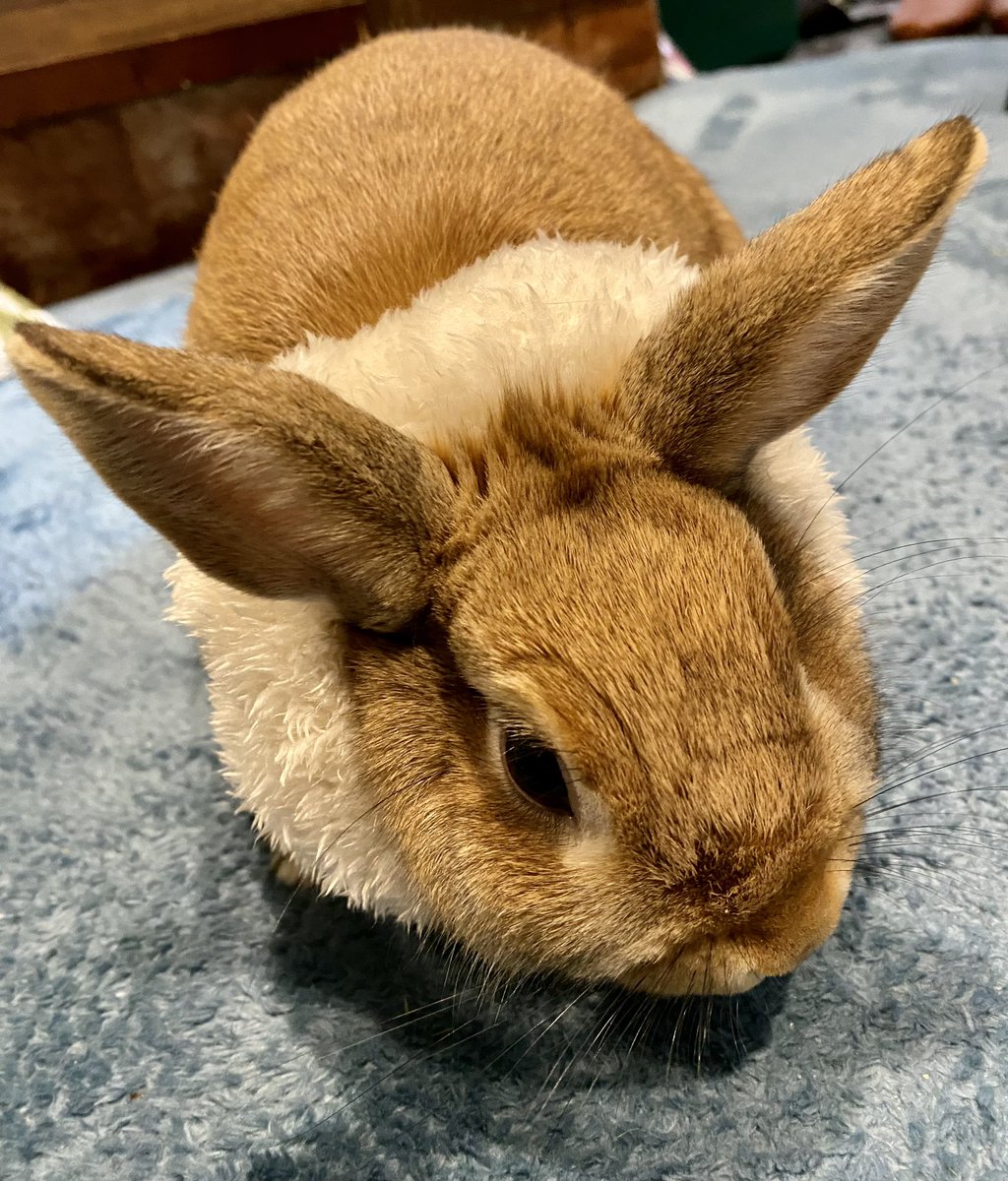 hikonedane's tweet photo. 「もう少し耳を開いたら完璧にイーブイなんですけど…」ってお願いしたらやってくれた。もうどう見てもイーブイですありがとううさまろ

#イーブイ #ポケモンと生活 #ポケモン #うさぎ #ネザーランドドワーフ #うさぎのいる暮らし #ハンドメイド https://t.co/jr9XWBWR51