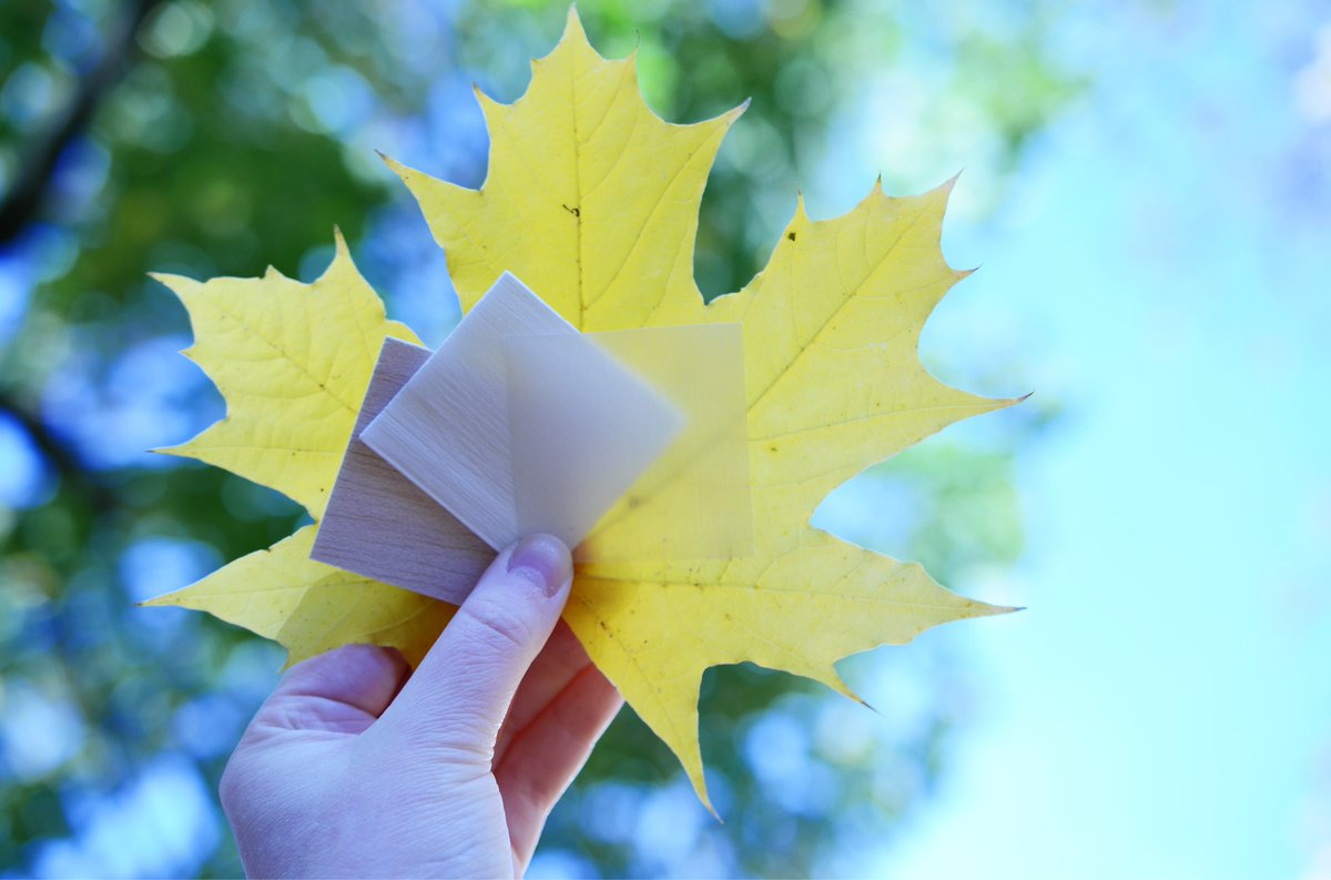 Forskare vid KTH har imiterat hur svampar bryter ned trä och använt kunskapen för att skapa ett nytt, 
hållbart material. kth.se/om/nyheter/cen…
