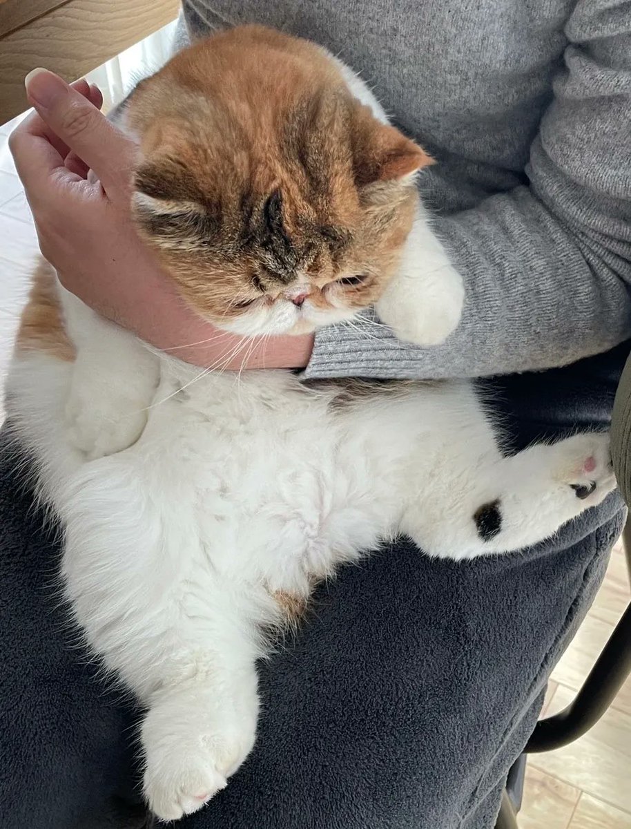 むちむちエキゾのむぎ🐈‍⬛ (@mugi_210603) / X