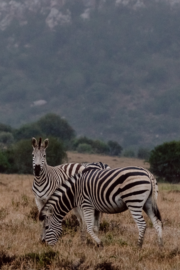 amakhala's tweet photo. Did you know that there are three different species of zebra?! Comment below if you know what species this is. 😍
📸: Ben Gierig
https://t.co/I3t7KV7VOk
#Big5Safari #MalariaFree #BucketListSafari #WhenOnSafari #OnlyInAfrica #TravelSouthAfrica https://t.co/YogcEBPtCG
