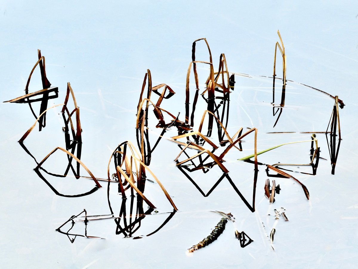 De winter is ook het seizoen van geknakte rietstengels

#amsterdamsebos #amsterdam #amstelveen #riet #winter #seizoen #photography #vriendenamsterdamsebos #wordvriend