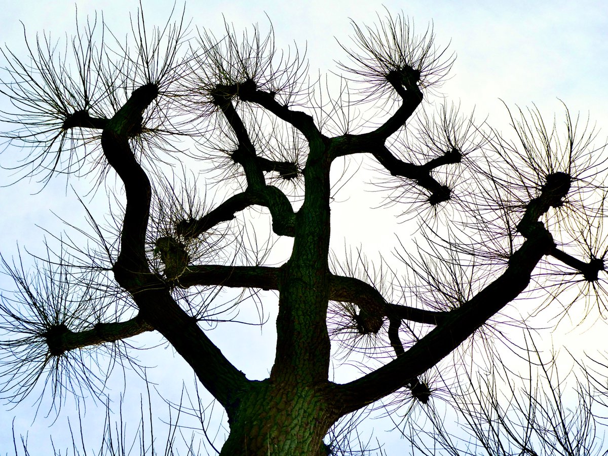 De wilg langs de Hoornsloot bij het pad naar Pinoké 

#amsterdamsebos #amsterdam #amstelveen #wilg #willow #photography #vriendenamsterdamsebos #wordvriend