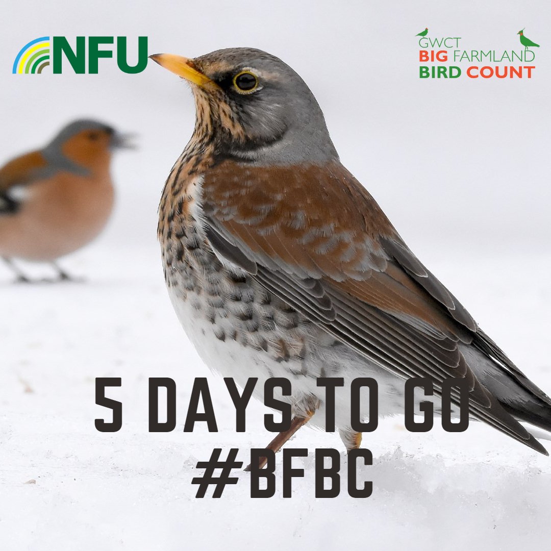 🗓️ 5 days to go until the Big Farmland Bird Count gets underway #BFBC Let us know if you're taking part and doing your bit for our #farmland #birds. Find out more: bfbc.org.uk @GwctWales @GwctScotland @gwct_events