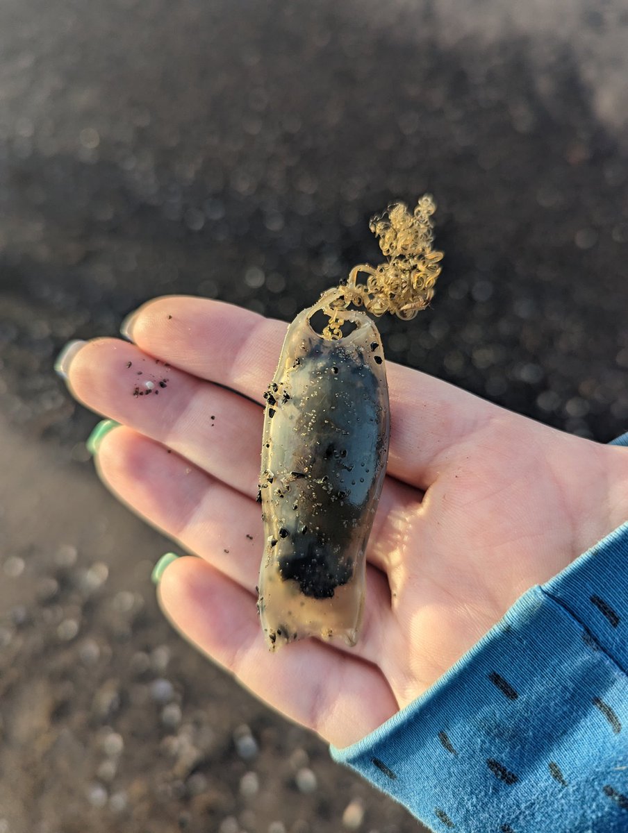 Found a mermaid's purse today. Is anyone good at identifying them? 

#mermaidspurse #beachfind #eggcase