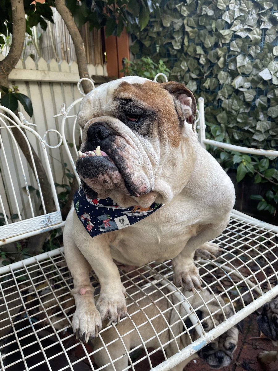 Dakota the Bulldog tweet media