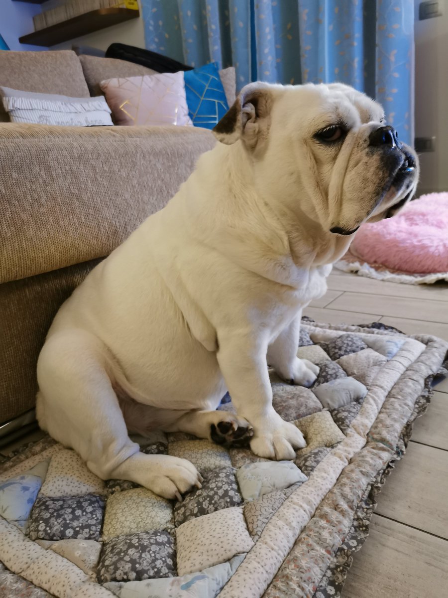 Dakota the Bulldog tweet media